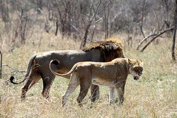 Kruger Safari 00_d1afa_md.jpg